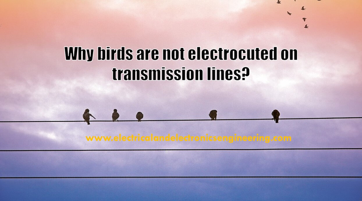 why-birds-are-not-electrocuted-on-power-lines